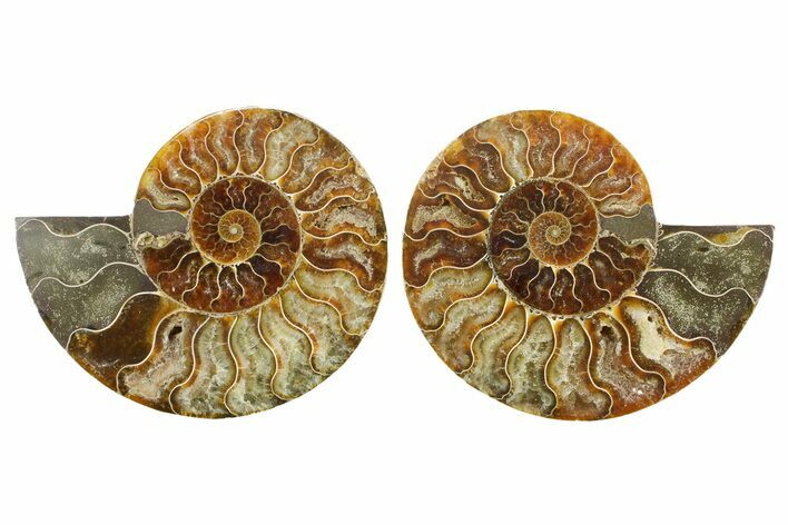 Cut & Polished Crystal-Filled Ammonite Fossil - Madagascar #364918